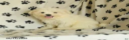 Maltese dogs for sale: Frost  - Ad 9