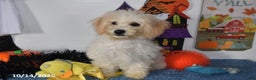 Bichpoo dogs for sale: Cinderella - Ad 9