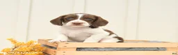 Mixed Breed dogs for sale: Fletcher - Ad 4
