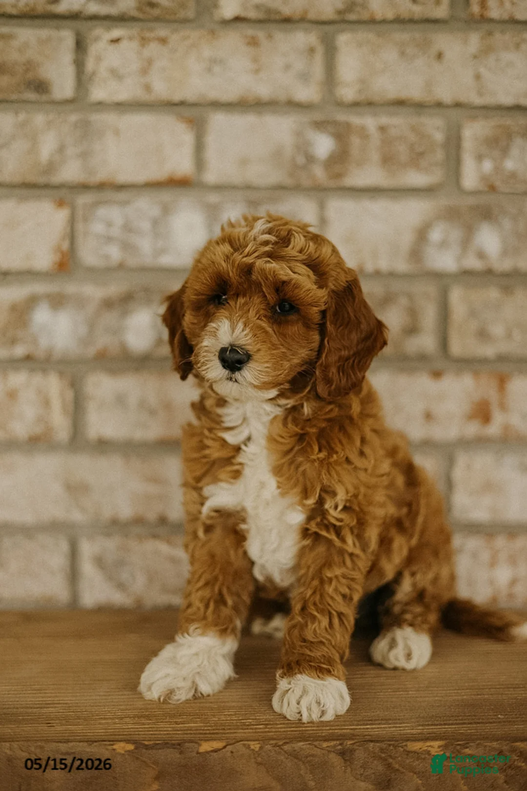 Cockapoo dogs for sale: Blue - Ad 1