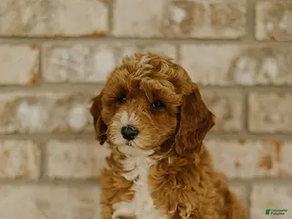 Cockapoo dogs for sale: Blue - Ad 2