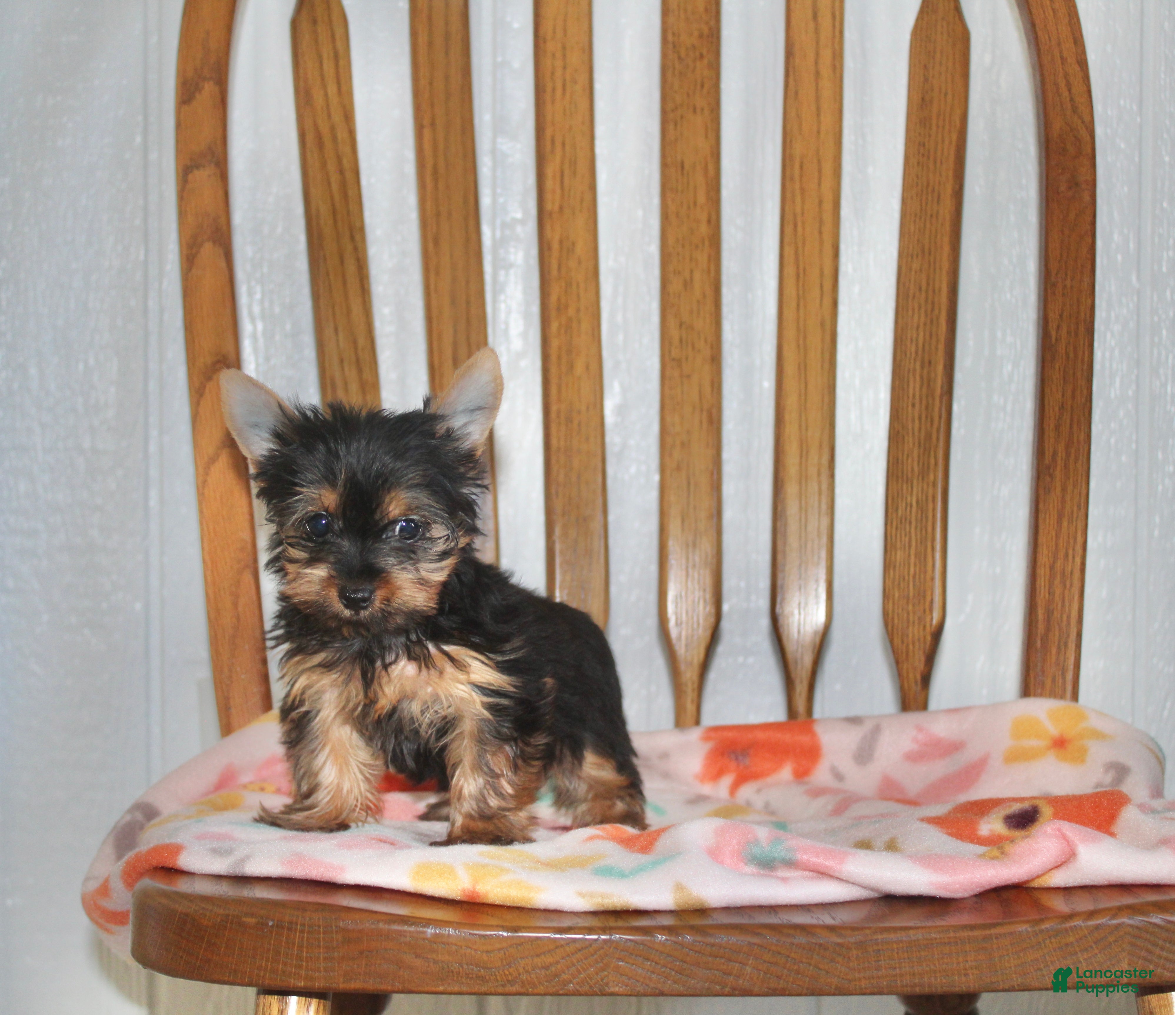 Yorkshire Terrier dogs for sale: Angie - Ad 2