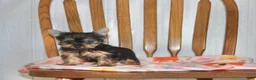 Yorkshire Terrier dogs for sale: Angie - Ad 2