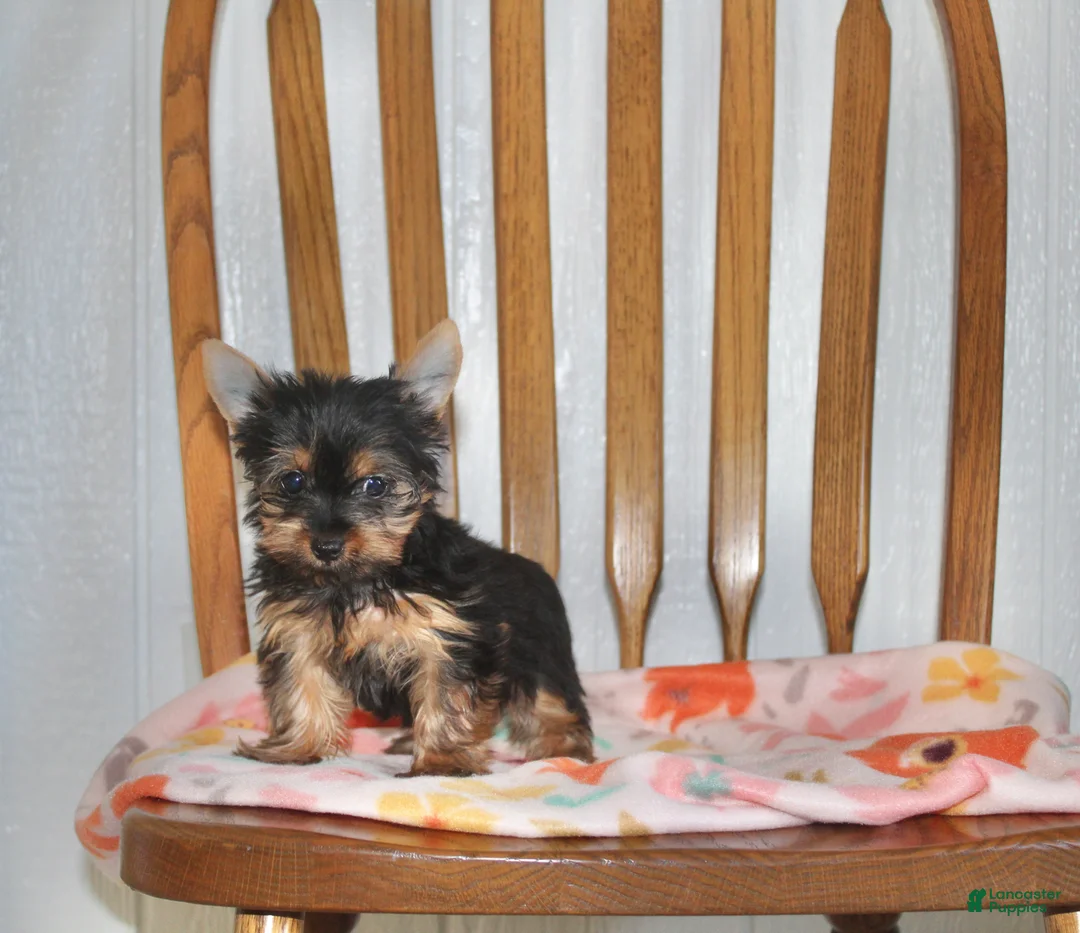 Yorkshire Terrier dogs for sale: Angie - Ad 2