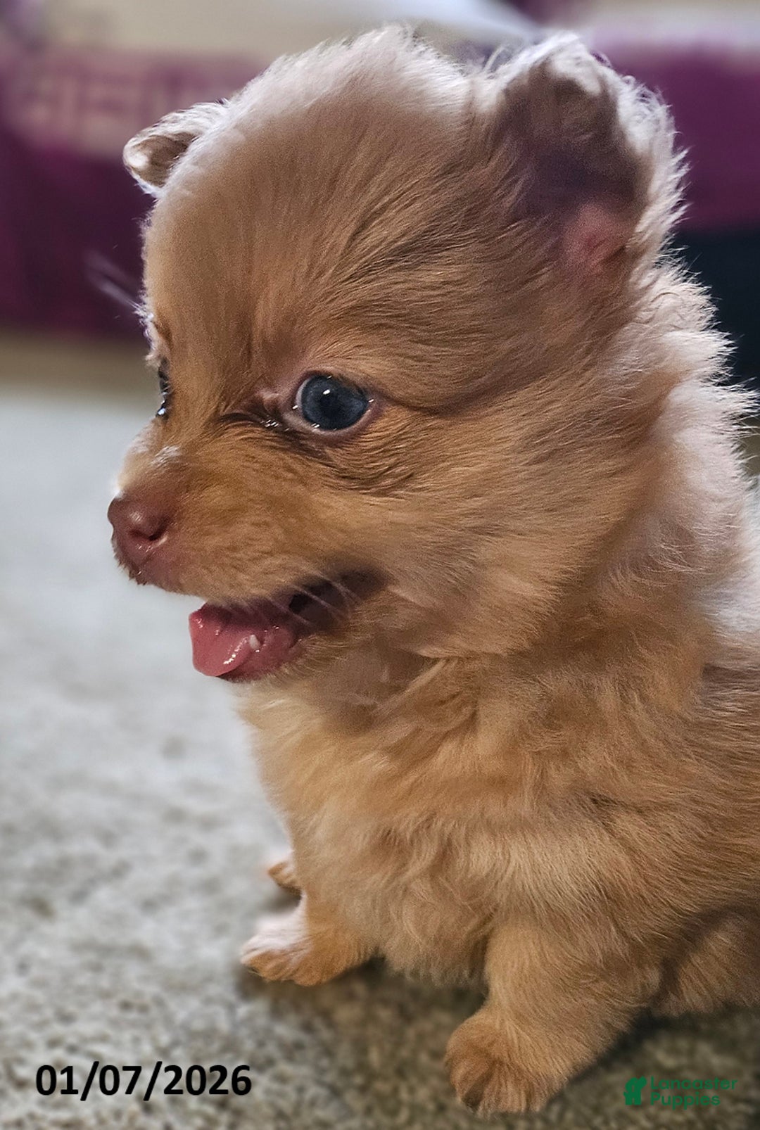 Pomeranian dogs for sale: Kiki - Ad 5
