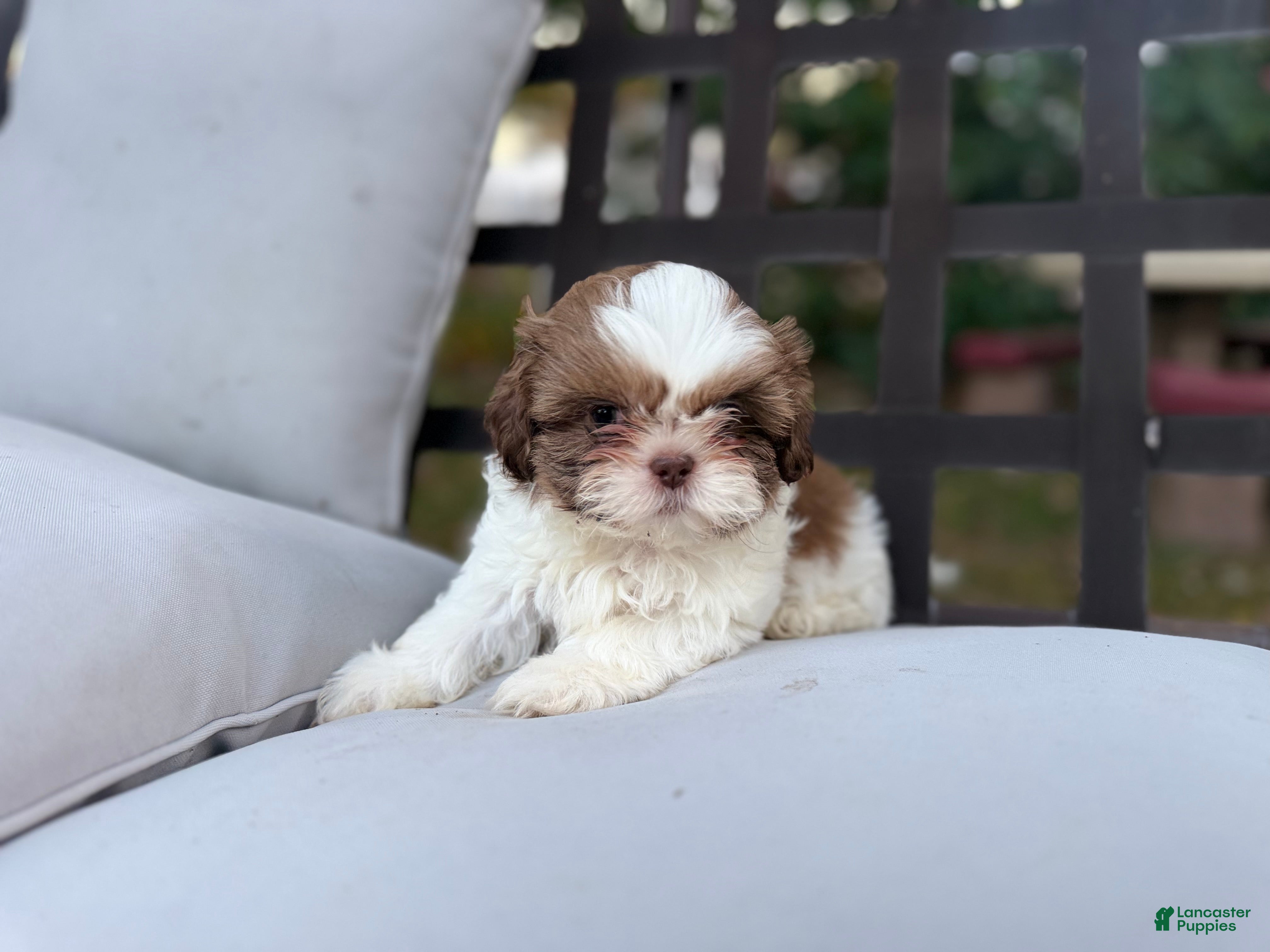 Shih Tzu dogs for sale: Shih Tzu 4 it’s a male  - Ad 4