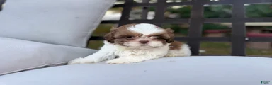 Shih Tzu 4 it’s a male 