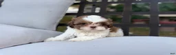 Shih Tzu dogs for sale: Shih Tzu 4 it’s a male  - Ad 1
