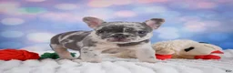 French Bulldog dogs for sale: Daisy - Ad 10