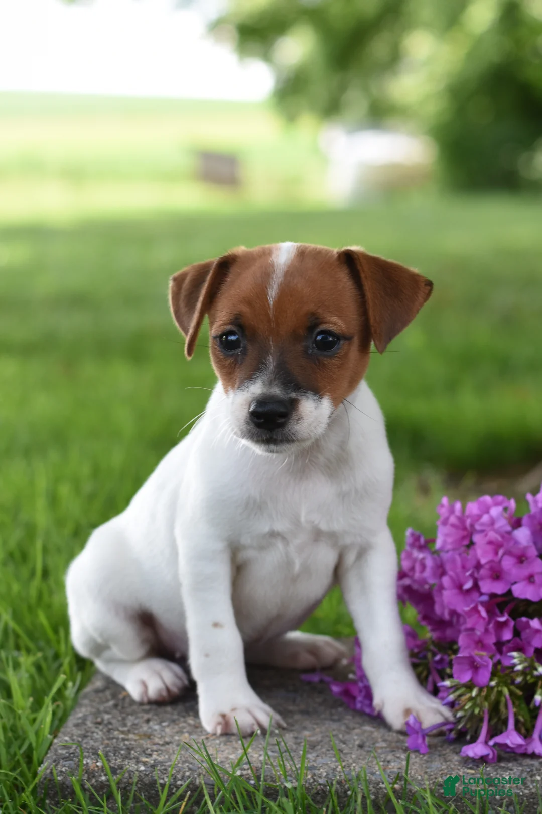 Jack Russell Terrier dogs for sale: Lilac - Ad 1