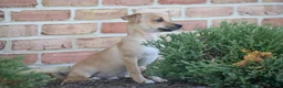 Chihuahua dogs for sale: Aiden - Ad 5