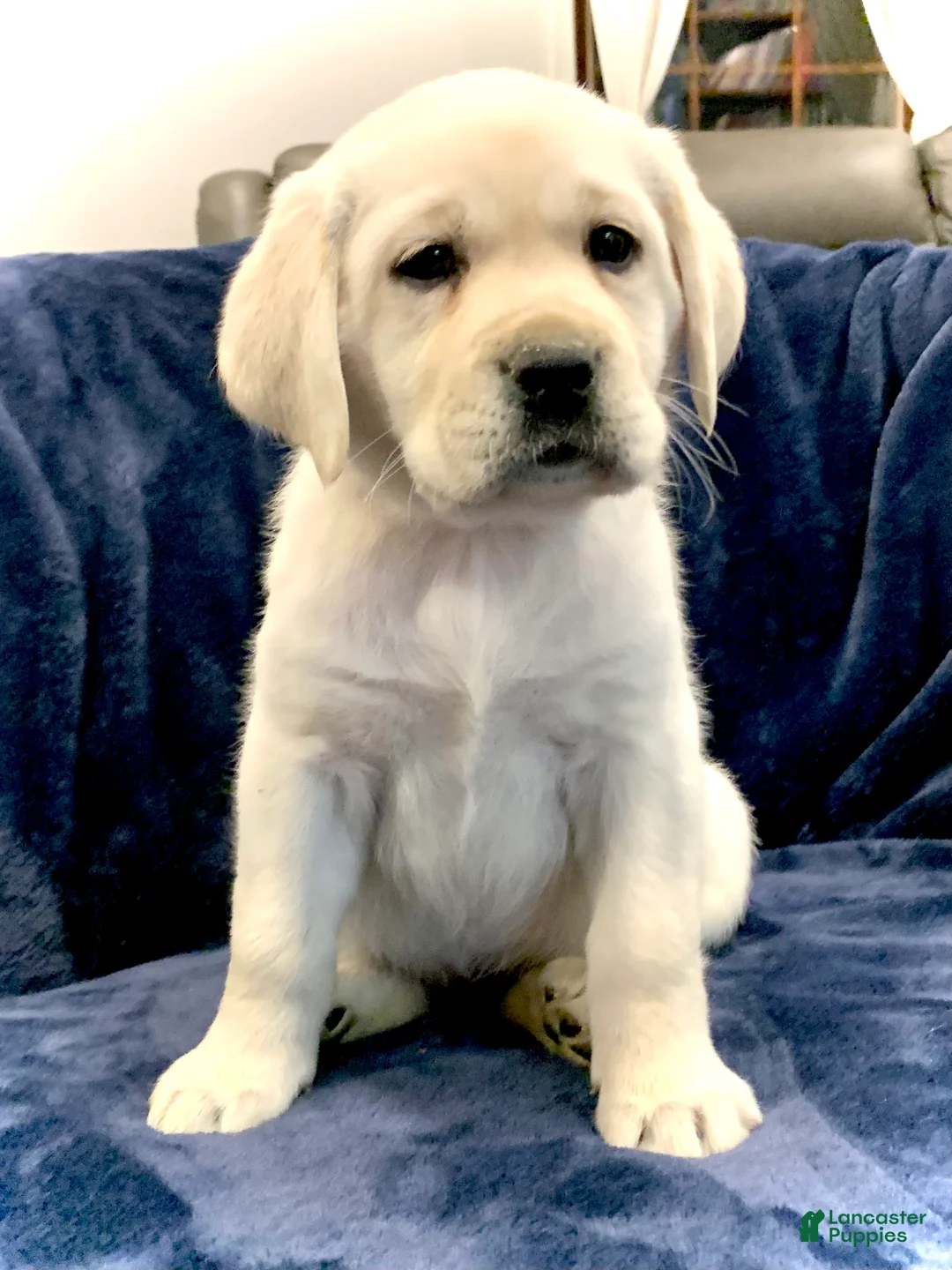 Labrador Retriever dogs for sale: Hazel - Ad 5