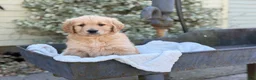 Golden Retriever dogs for sale: Molly - Ad 12