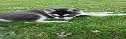 Siberian Husky dogs for sale: Siberian Husky 4 - Ad 5