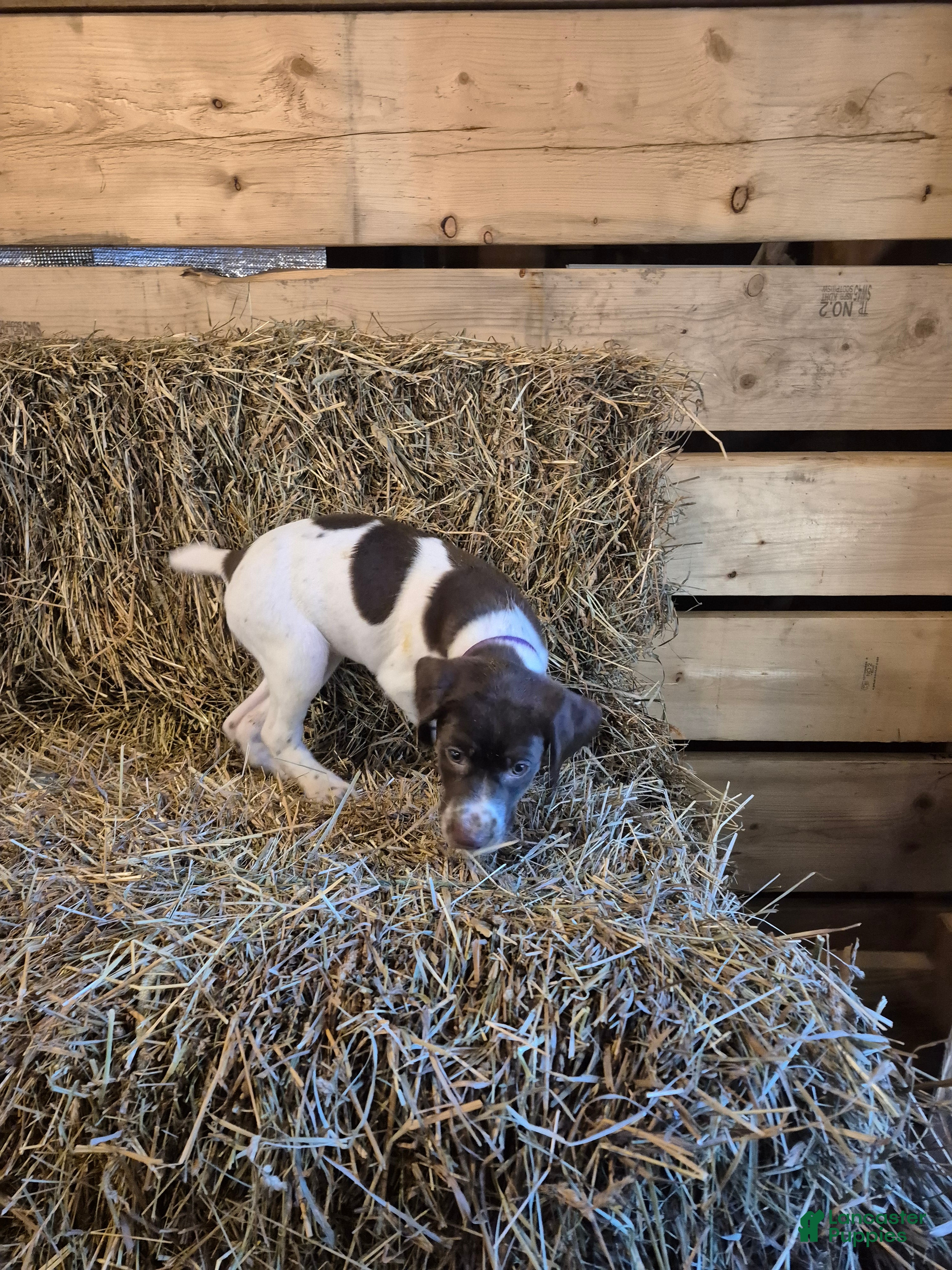 German Shorthaired Pointer dogs Lila - Ad 2