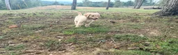 Goldendoodle dogs for sale: Goldendoodle 2 - Ad 5