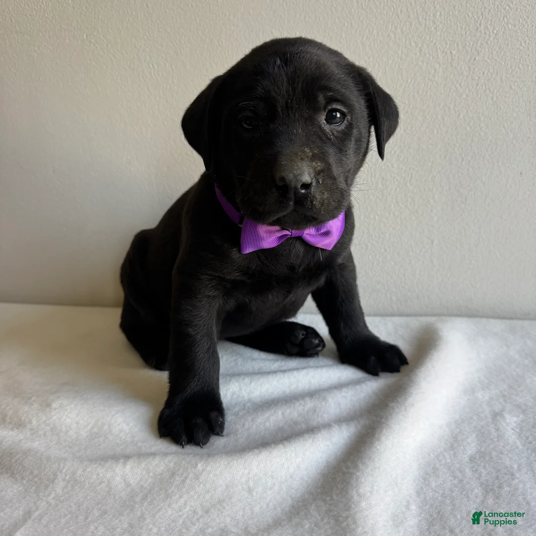 Labrador Retriever dogs for sale: Dolly - Ad 2