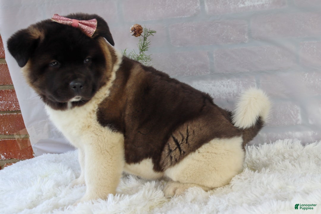 Akita dogs for sale: Rosa - Ad 32