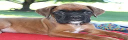 Boxer dogs for sale: Axel - Champion lines - Ad 3
