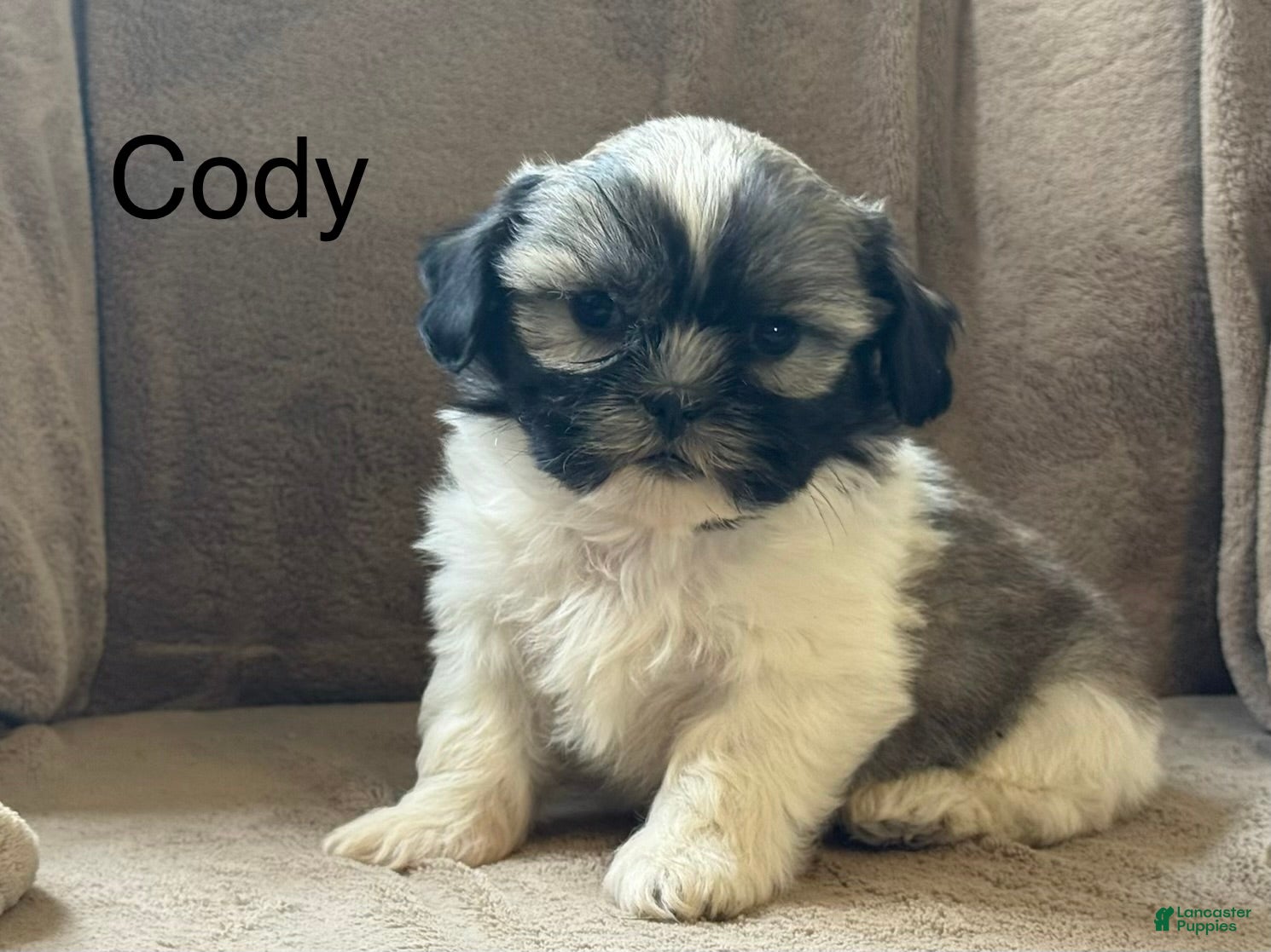 Shih Tzu dogs Cody - Ad 1