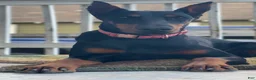 Doberman Pinscher dogs for sale: Doberman Pinscher 2 - Ad 4