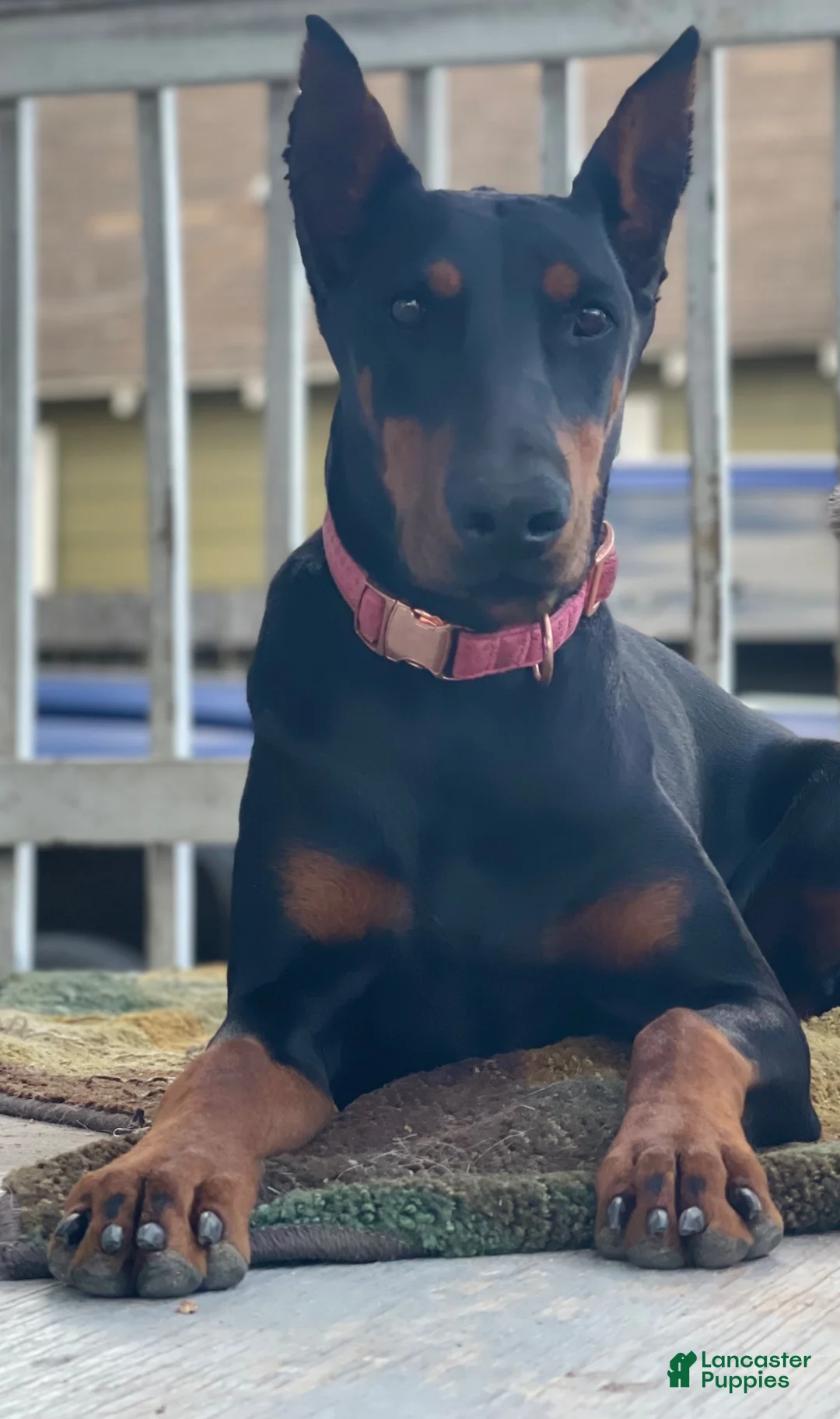 Doberman Pinscher dogs for sale: Doberman Pinscher 2 - Ad 4