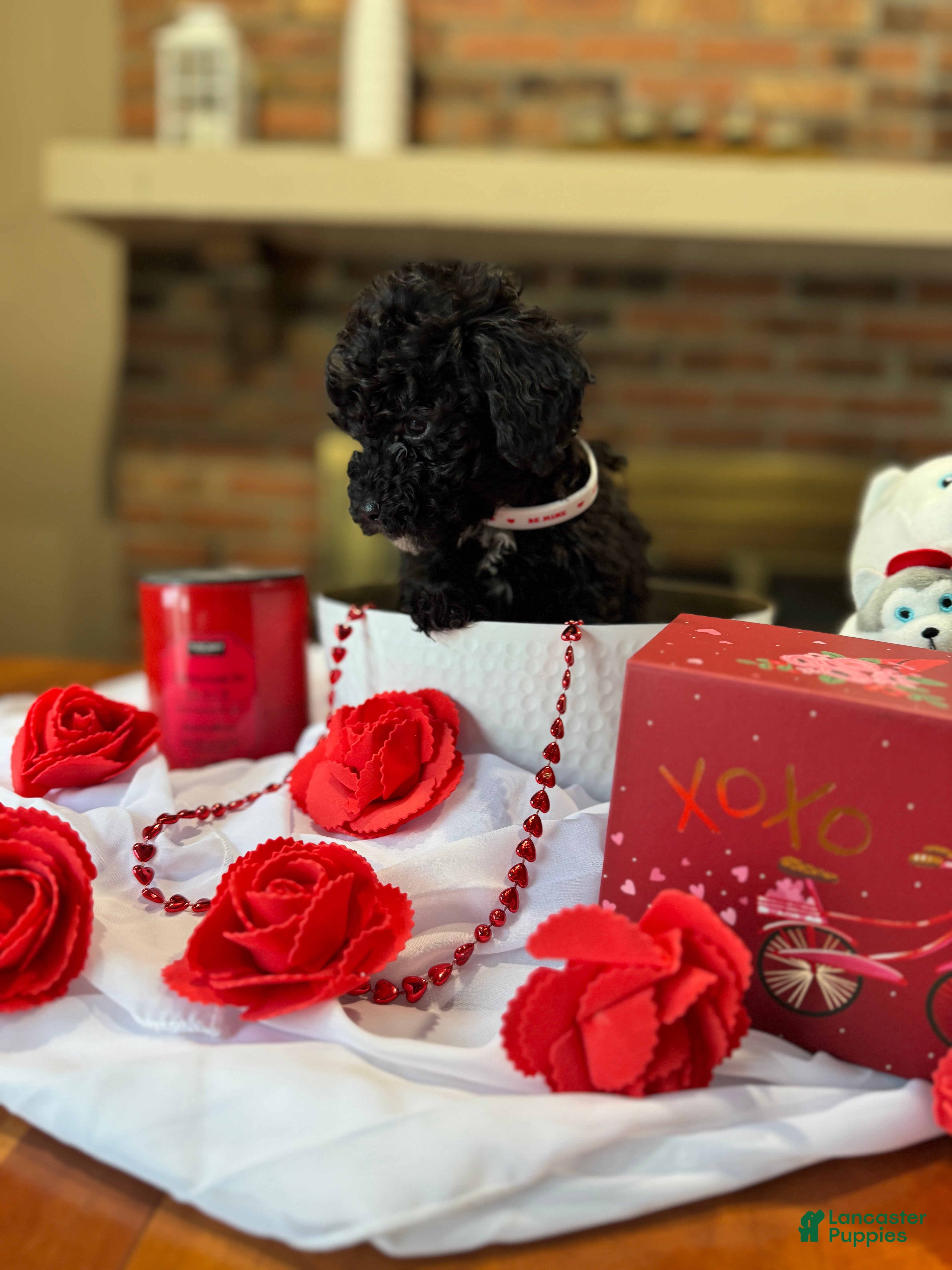 Toy Poodle dogs Mamba - Ad 12