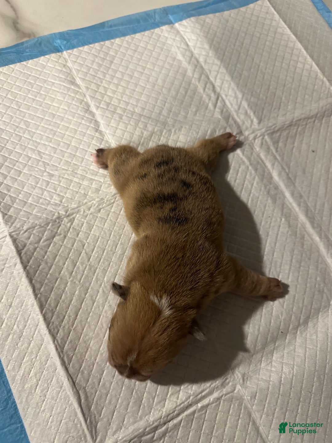 English Bulldog dogs for sale: Blue Fawn Merle Boy  - Ad 35