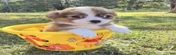 Chihuahua dogs for sale: Chihuahua 1 - Ad 5