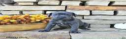 Cane Corso dogs for sale: Cali - Ad 4