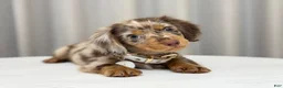 Miniature Dachshund dogs for sale: Lorain  - Ad 2