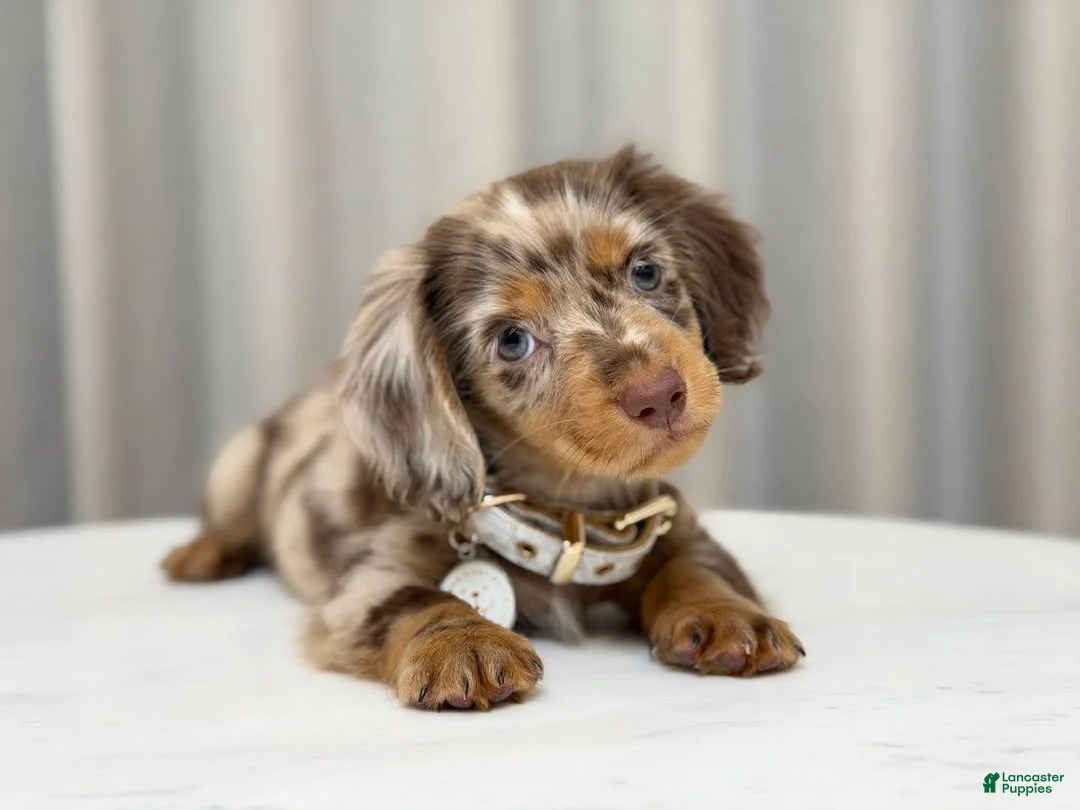 Miniature Dachshund dogs for sale: Lorain  - Ad 2