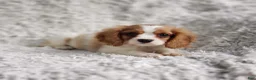 Cavalier King Charles Spaniel dogs for sale: Cavalier King Charles Spaniel 1 - Ad 9