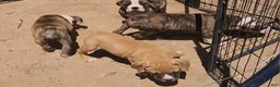 Olde English Bulldogge dogs for sale: Champ - Ad 7