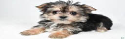 Morkie dogs for sale: Reba - Ad 1