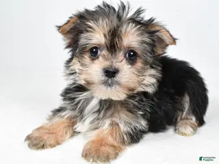 Morkie dogs Reba - Ad 16
