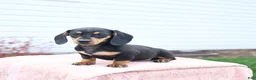 Miniature Dachshund dogs for sale: Yancy - Ad 3