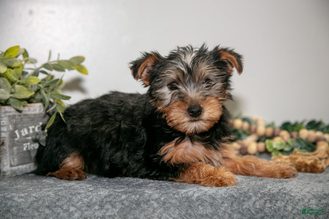 Yorkshire Terrier dogs for sale: Andy - Ad 1