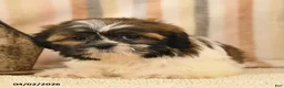 Shih Tzu dogs for sale: Maggie - Ad 3