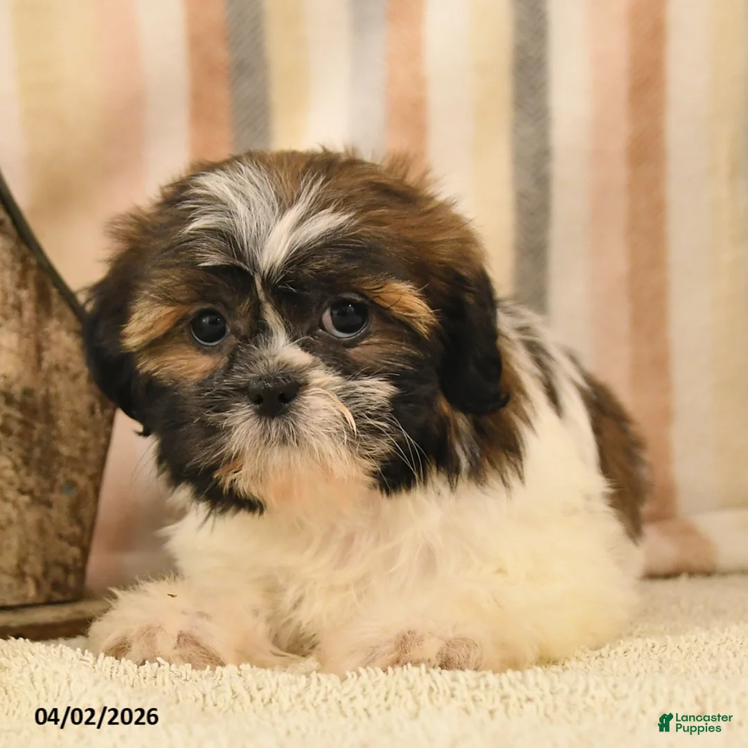 Shih Tzu dogs for sale: Maggie - Ad 3