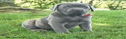 Cane Corso dogs for sale: Redwing - Ad 4