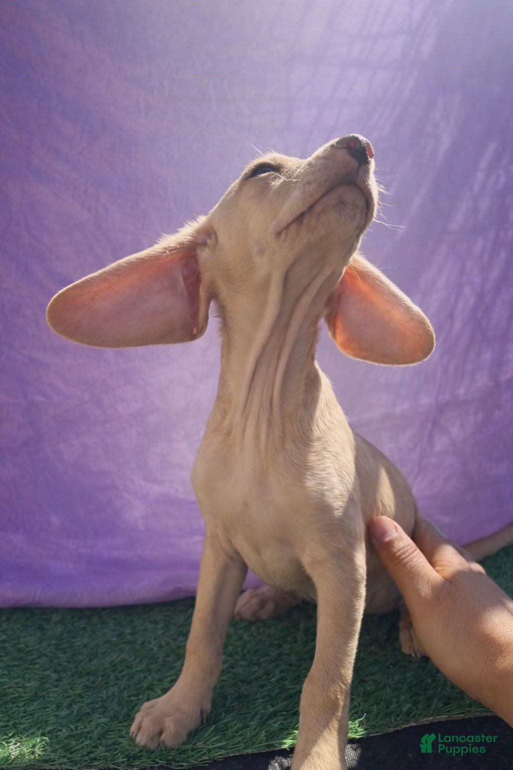 Chiweenie dogs Dobby - Ad 2