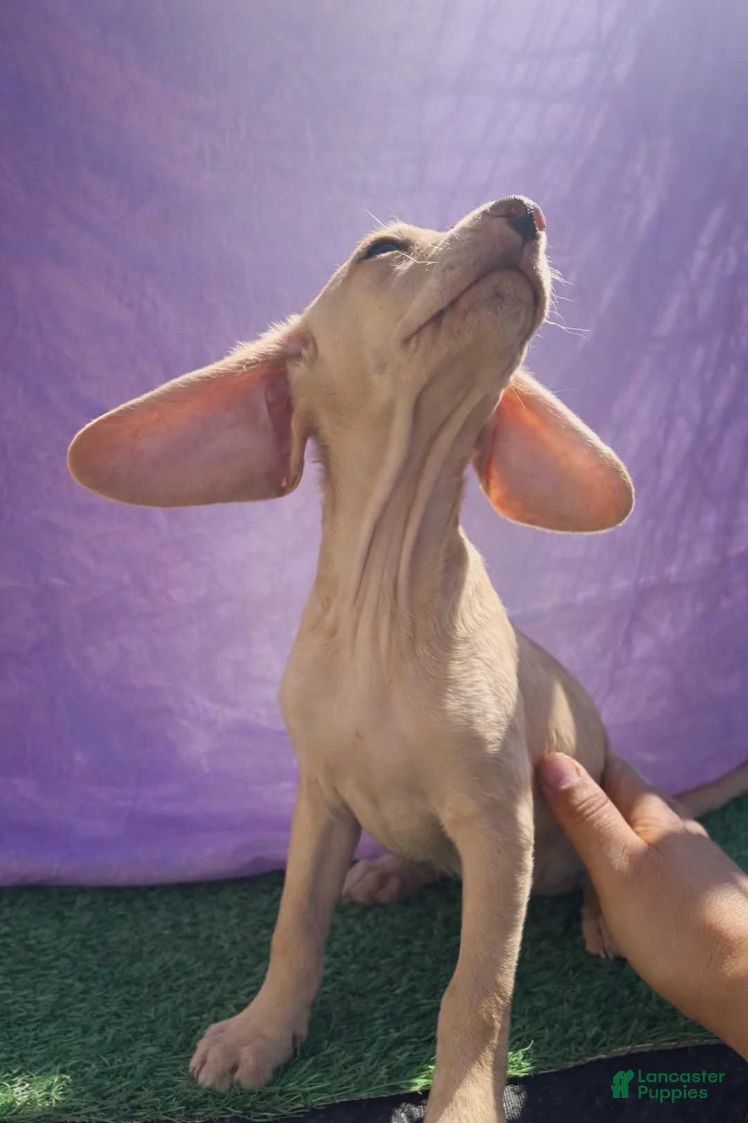 Chiweenie dogs for sale: Dobby - Ad 1