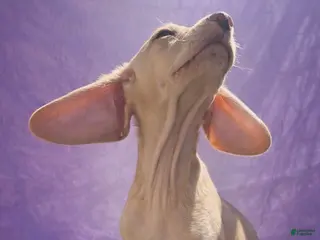 Chiweenie dogs Dobby - Ad 2
