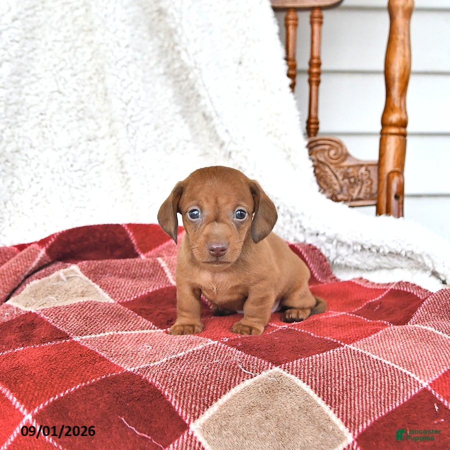 Miniature Dachshund dogs Liam - Ad 1