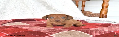 Liam