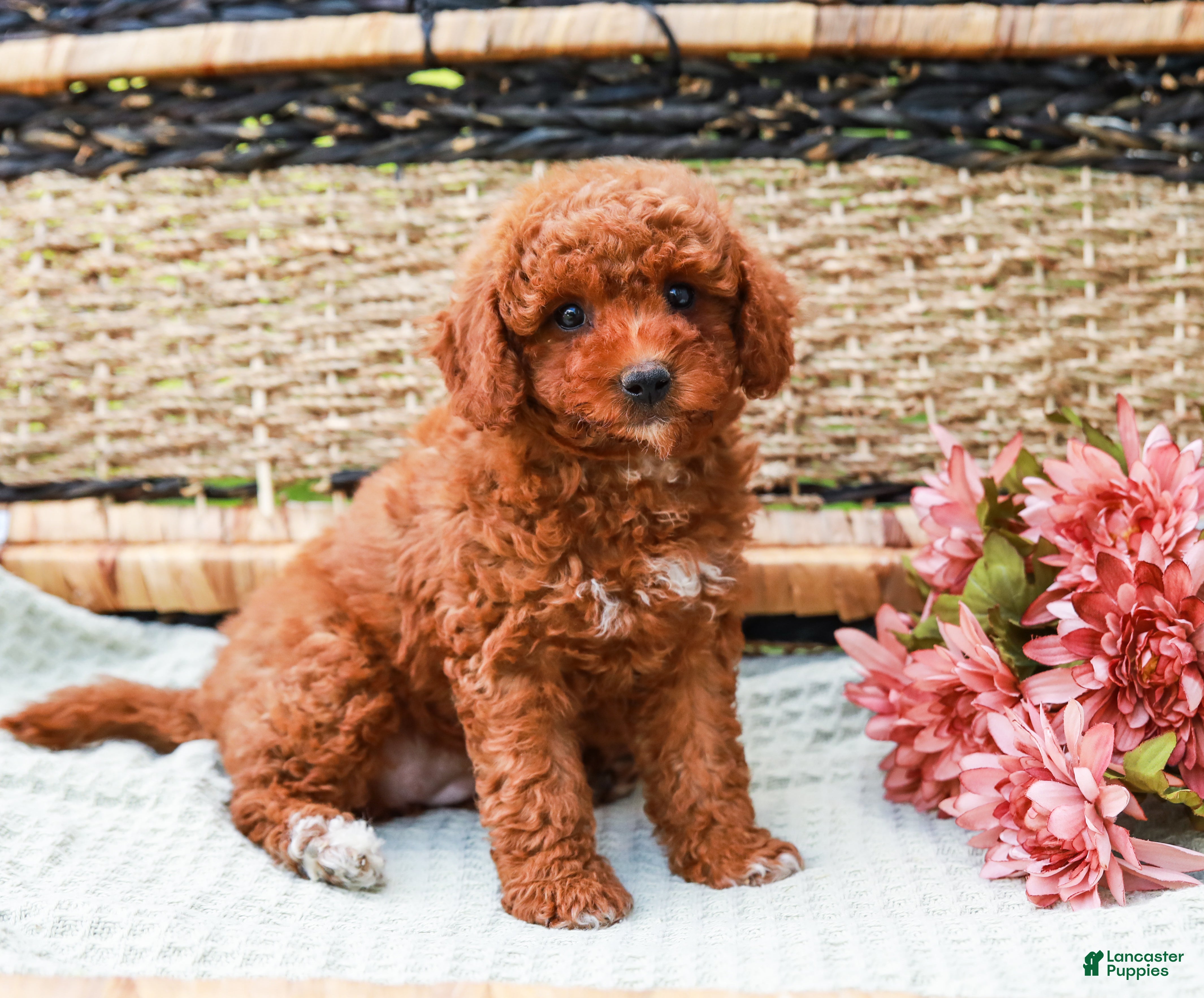 Miniature Labradoodle dogs Kiwi - Ad 1