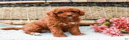 Miniature Labradoodle dogs for sale: Kiwi - Ad 1