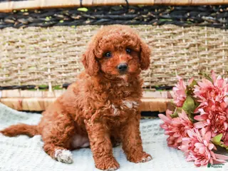 Miniature Labradoodle dogs for sale: Kiwi - Ad 2
