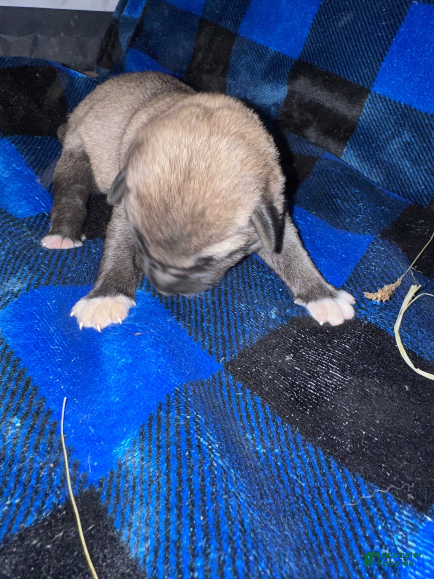 Mixed Breed dogs Anatolian/ Kangal- Yellow - Ad 1